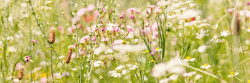 Inheemse biologische planten Inheemse-biologische-planten
