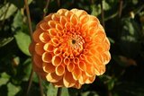 Dahlia knal-DEAL -  25 biologische bloembollen_