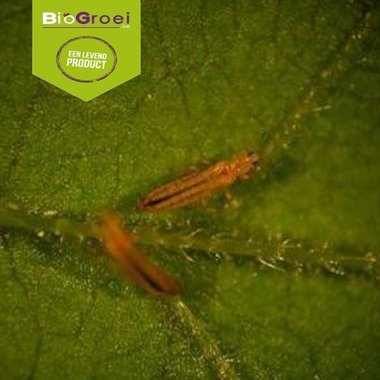 Nematoden Puur Van T Veld