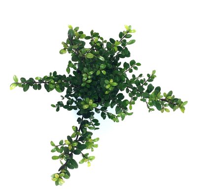 Ilex crenata Dark green® 10-15 cm Tijdelijk niet te reserveren