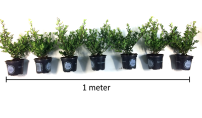 Ilex crenata Dark green® 10-15 cm Tijdelijk niet te reserveren