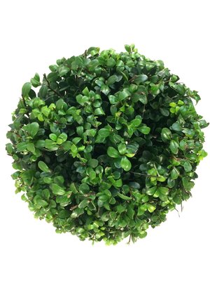 Ilex crenata Dark green® bol op stam 70/+ cm