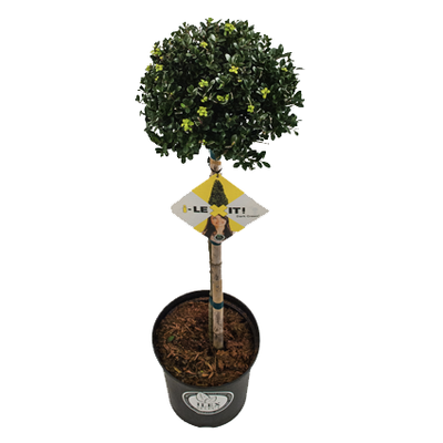 Ilex crenata Dark green® bol op stam 90/+ cm