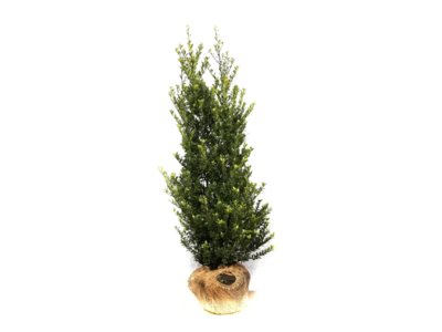 Ilex crenata Dark green® wurzelbal 60-80 cm