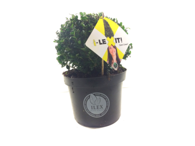 Ilex crenata Dark green® bolvorm 20/+ cm