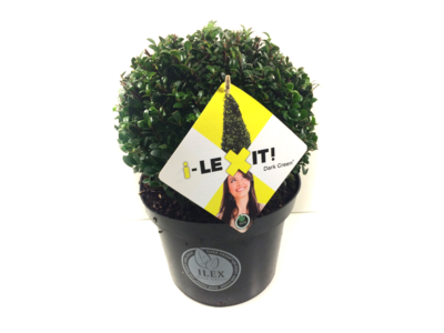 Ilex crenata Dark green® bolvorm 25/30 cm
