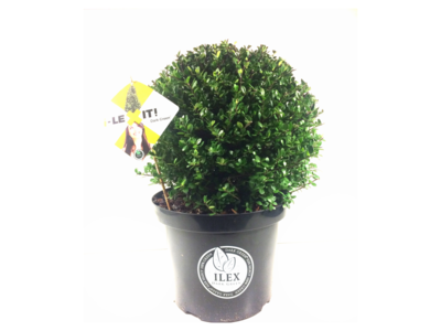 Ilex crenata Dark green® bolvorm 30/35 cm