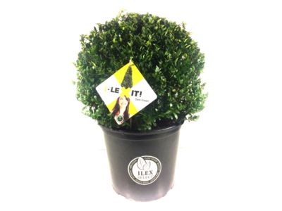 Ilex crenata Dark green® bolvorm 35/40 cm