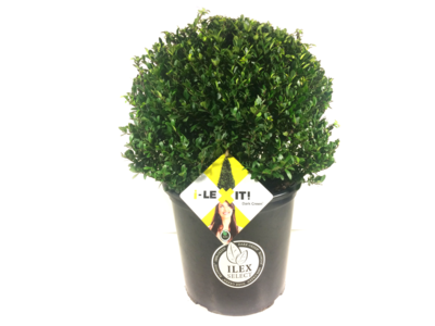 Ilex crenata Dark green® kugel 40/45 cm