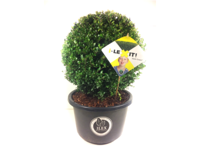 Ilex crenata Dark green® bolvorm 45/50 cm