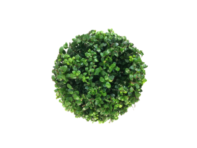 Ilex crenata Dark green® bolvorm 20/+ cm