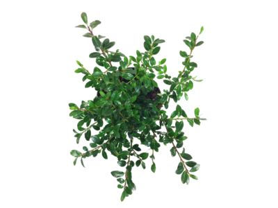 Ilex crenata Stokes 10/+ cm - traag groeiend
