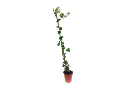 Hedera hibernica - klimop - gestokt 80-100 cm