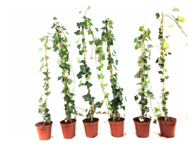 Hedera hibernica - klimop - gestokt 100-125 cm