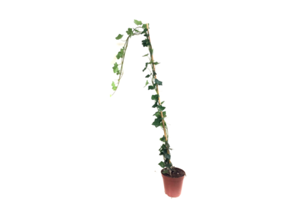 Hedera hibernica - klimop - gestokt 100-125 cm
