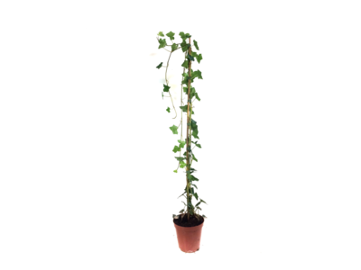 Hedera hibernica - klimop - gestokt 125-150 cm