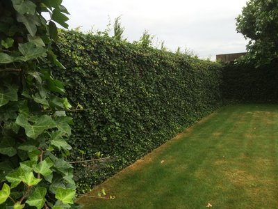 Hedera hibernica - klimop - gestokt 150-175 cm