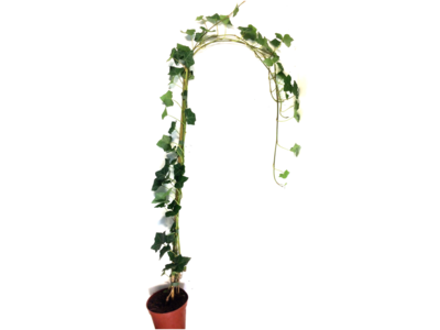 Hedera hibernica - klimop - gestokt 175-200 cm