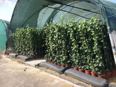 Hedera hibernica - klimop - gestokt 200-250 cm