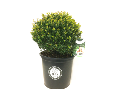 Ilex crenata Blondie® bolvorm 45/50 cm