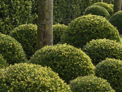 Ilex crenata Blondie® bolvorm 40/45 cm
