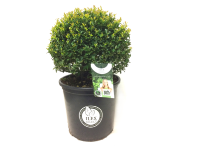 Ilex crenata Blondie® bolvorm 40/45 cm