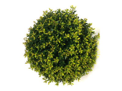 Ilex crenata Blondie® bolvorm 65/70 cm