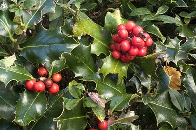 Ilex aquifolium (pot) 60-80 cm