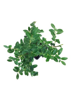 Ilex crenata green hedge 10/+ cm