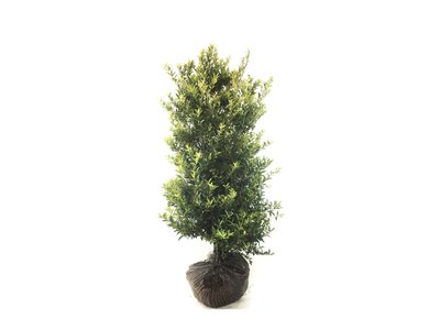 Ilex crenata Blondie® in kluit 60-80 cm