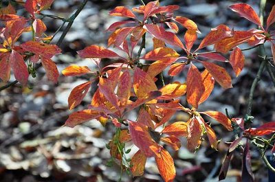 Enkianthus Campanulatus 'Pronkklokje' 40-60 cm