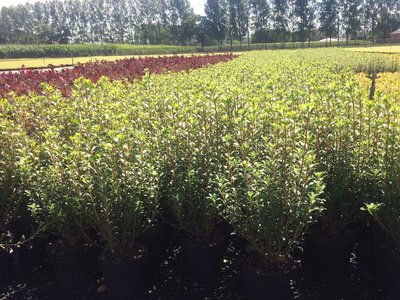 Enkianthus Campanulatus 'Pronkklokje' 40-60 cm