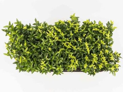 Euonymus 'green spire' 15-20 cm kardinaalshoed/muts