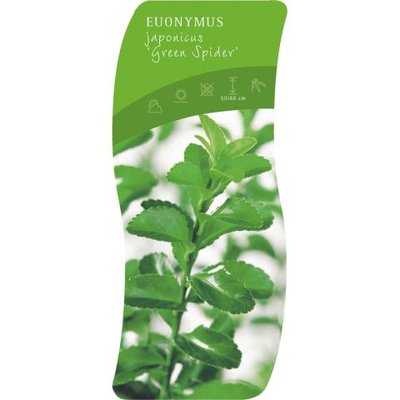 Euonymus 'green spire' 15-20 cm kardinaalshoed/muts