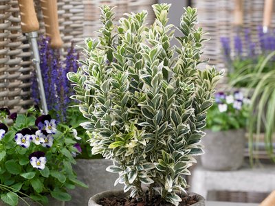 Euonymus 'white spire' 15+ cm