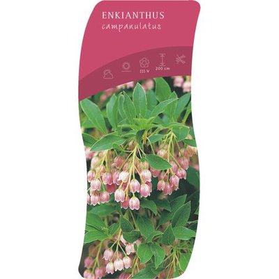 Enkianthus Campanulatus 'Pronkklokje' 40-60 cm