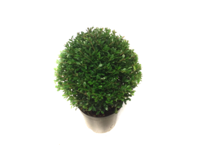 Ilex crenata Stokes bolvorm 25 cm