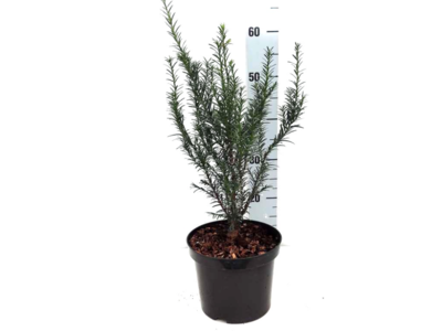 Taxus Baccata 50-60 cm