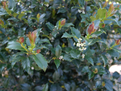Ilex meserveae 'blue prince' 50-60 cm - blauwe hulst