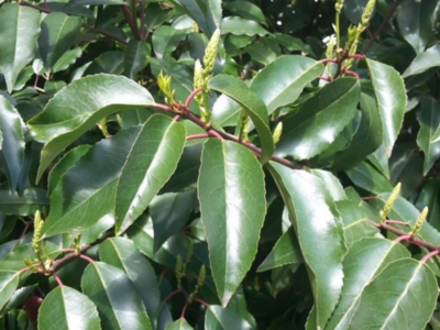 Prunus Laurocerasus 'Caucasica'-laurierkers 50-60 cm