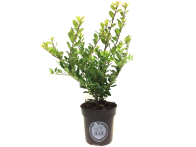 Ilex crenata Dark green® 10-15 cm Tijdelijk niet te reserveren