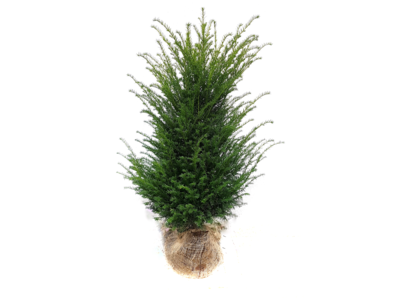 Taxus Baccata in kluit 150/175 cm EXTRA