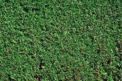 Taxus Baccata 60-80 cm