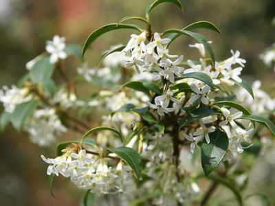 Osmanthus Burkwoodii 40-60 cm
