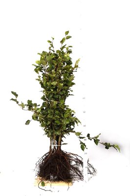 Groene beukenhaag 'fagus sylvatica' 60-80 cm blote wortel