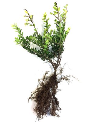 Ilex crenata green hedge blote wortel 30-40 cm