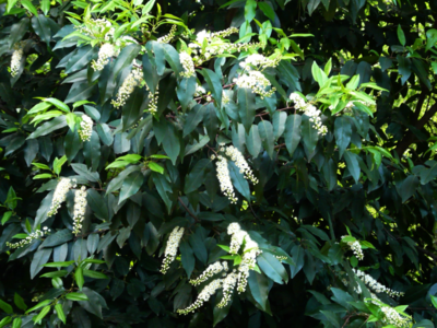Prunus 'angustifolia'-portugese laurier 20-25 cm