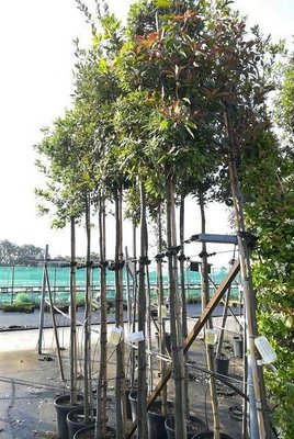Quercus Ilex hoogstam 12/14