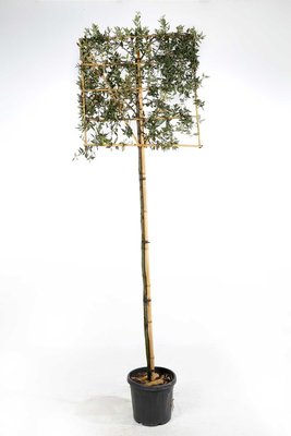 Quercus Ilex hoogstam 8/10 voorgeleid