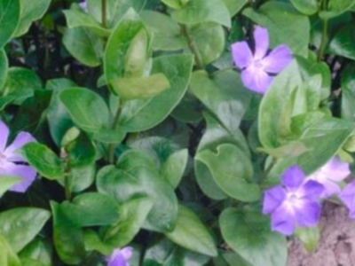Vinca Major 'grote maagdenpalm'
